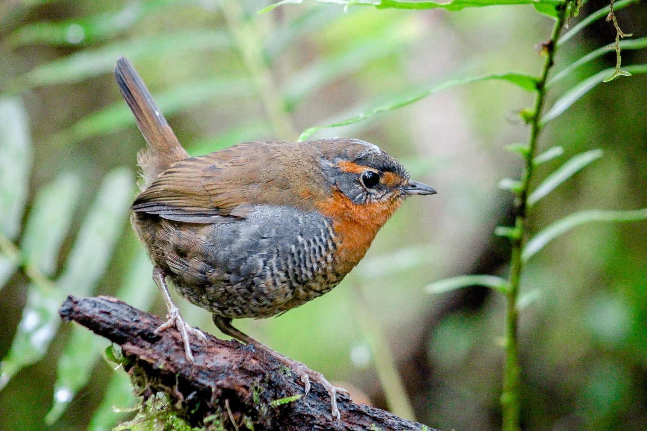 Botella Térmica Klean Kanteen 592ml Chucao - Imagen 4