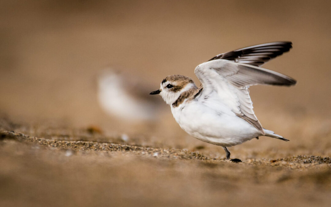 Día mundial de las aves playeras: un 50% está disminuyendo su población
