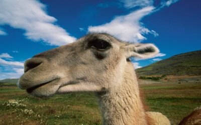 En la intimidad de los guanacos