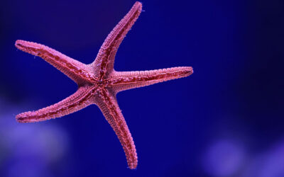 ¿Por qué no debes sacar una estrella de mar del océano?