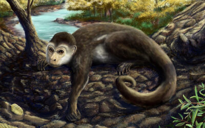 El primate descubierto en Chile que cambió la comprensión de la evolución del cerebro de los monos