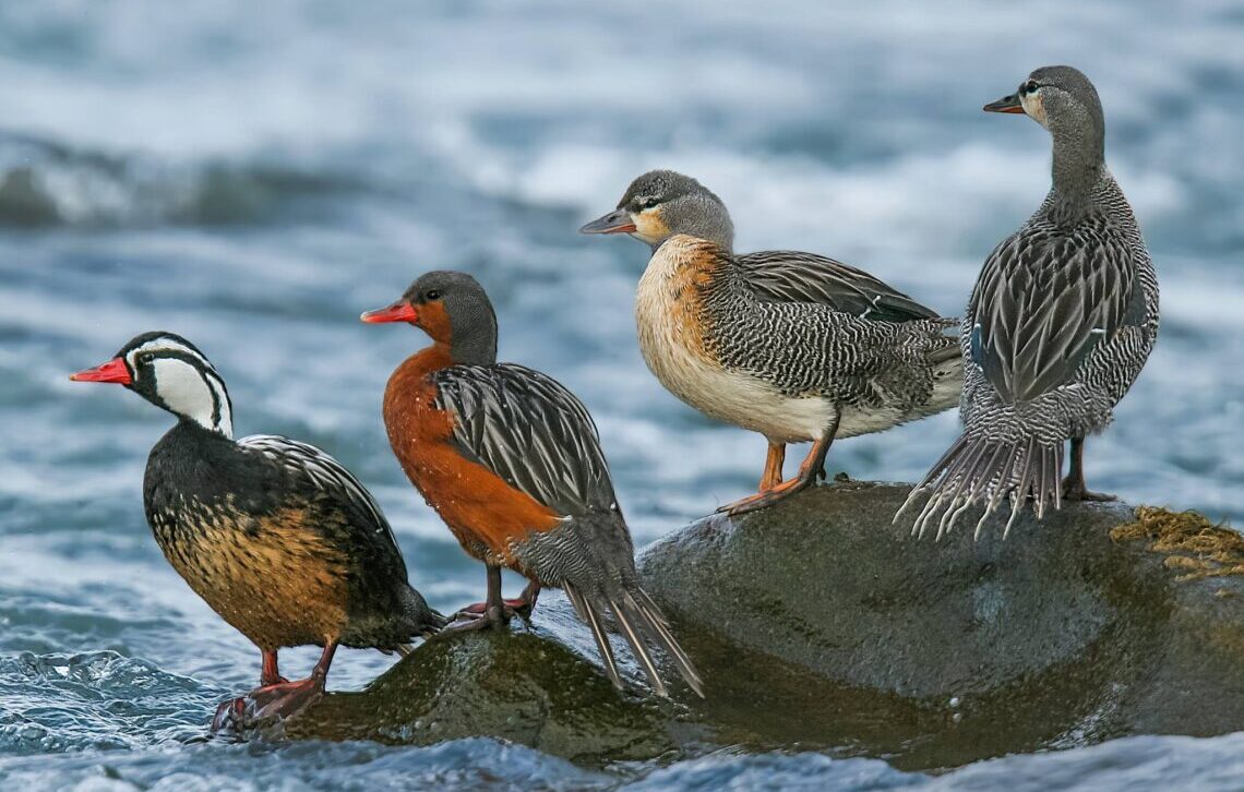 ¿Sabías que las aves cambian de aspecto según su edad? Aprende a reconocerlo aquí