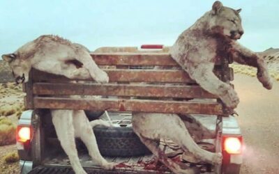 Gobierno de la provincia del Chubut, Argentina, promulgó una ley para incentivar la caza de pumas y zorros colorados