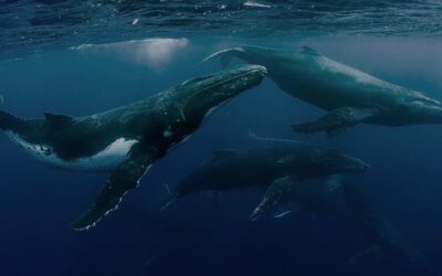La innovación chilena que busca proteger las ballenas a través de boyas inteligentes