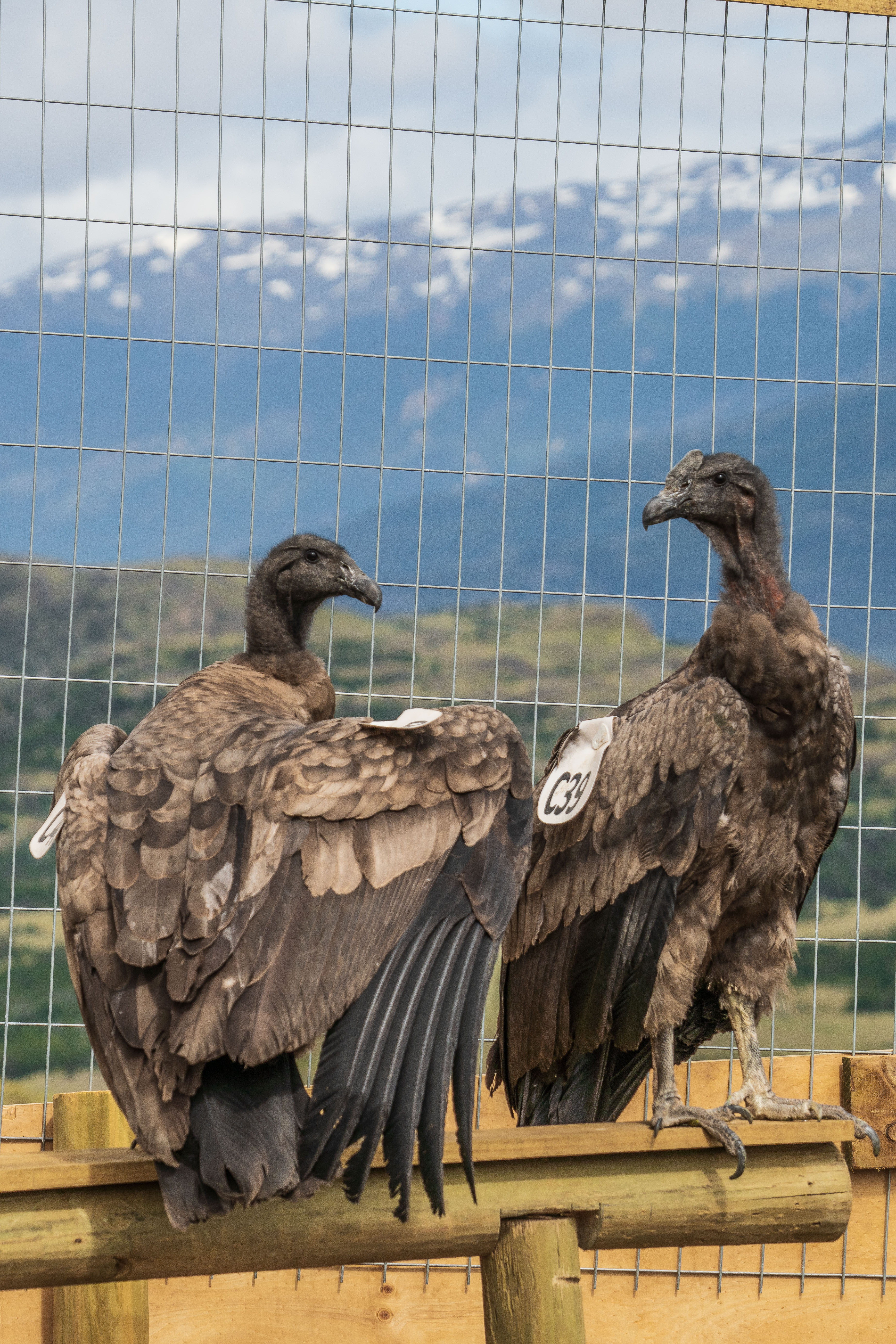 Cóndores rehabilitados son liberados en Parque Nacional Patagonia