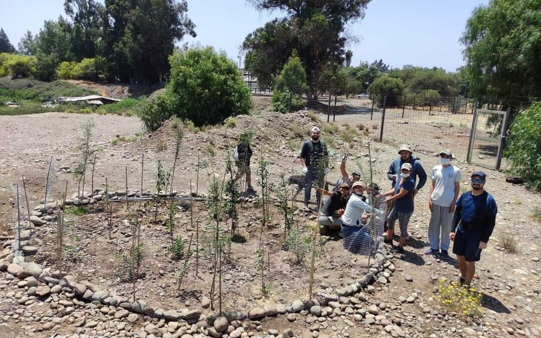 El avance del método Miyawaki: los mini-bosques de rápido crecimiento que ayudarán a combatir el cambio climático