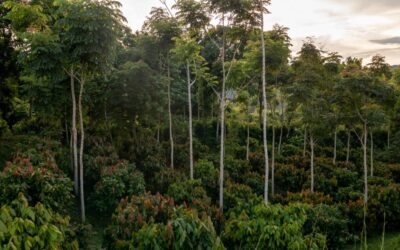 Namastê Messerschmid, referente de la agricultura sintrópíca: «este es un principio donde juntamos las plantas pensando en su cooperación»