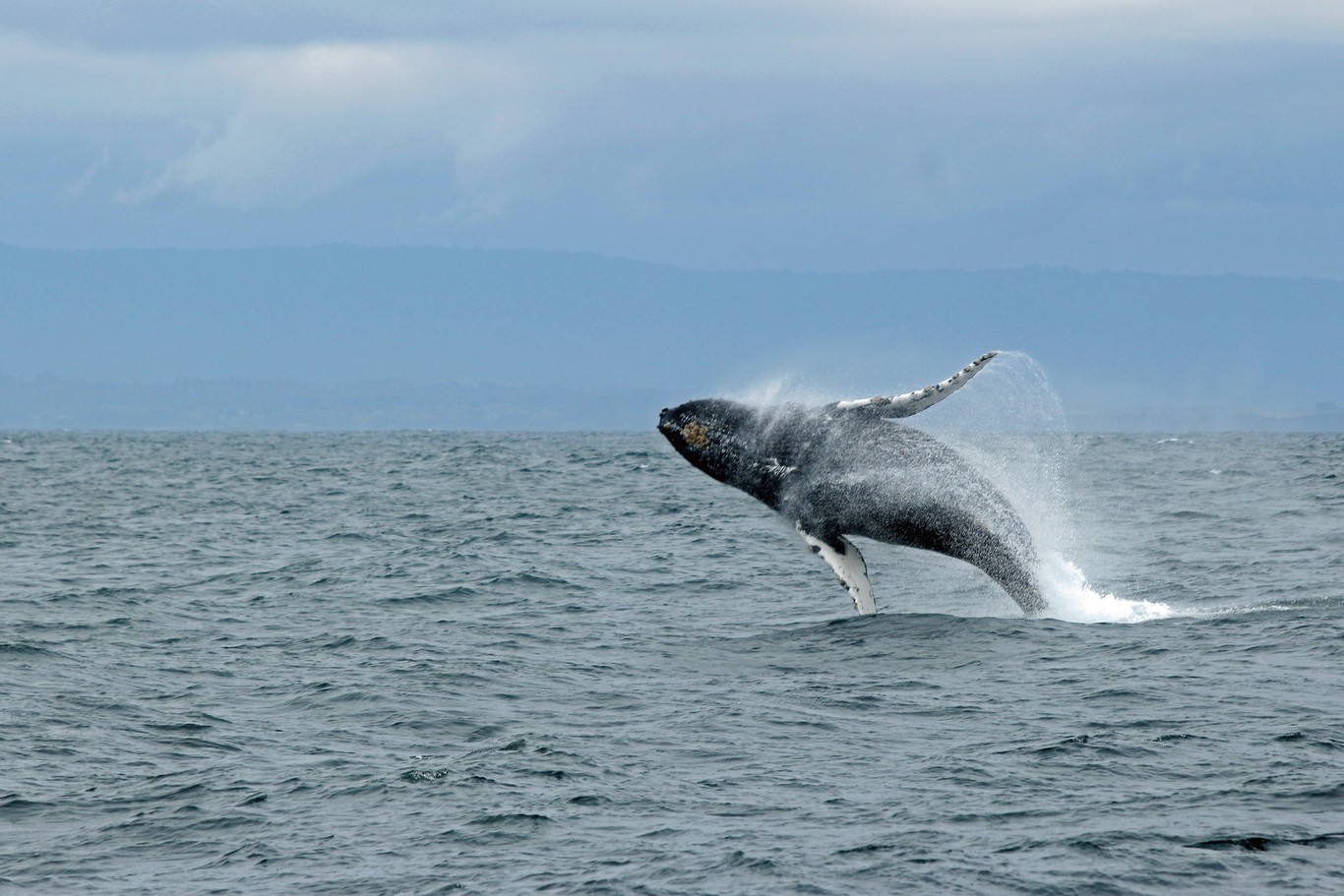 Vida después de la muerte: los oasis que crean las ballenas muertas en el fondo del océano