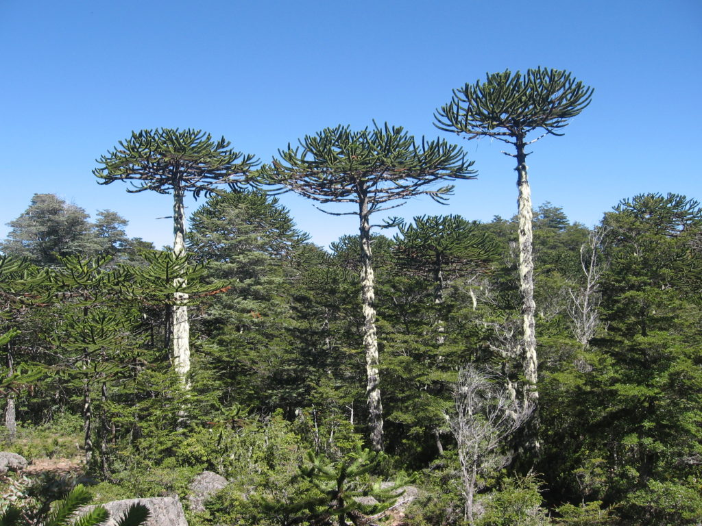 Araucaria-araucana-Araucaria-BFica-1024x768