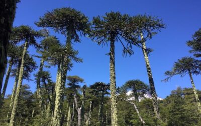 El desconocido paso de John Muir por Chile, el padre de los parques nacionales