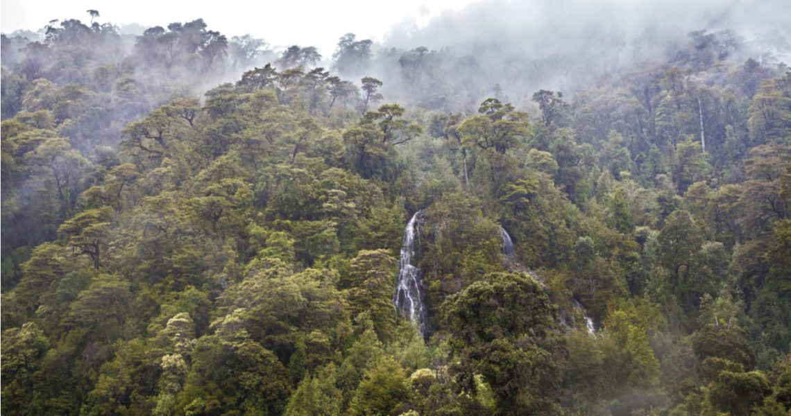 bosque austral