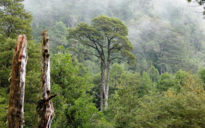 Soluciones basadas en la naturaleza: cómo la naturaleza es nuestra mejor aliada para adaptarnos a la crisis climática y ecológica