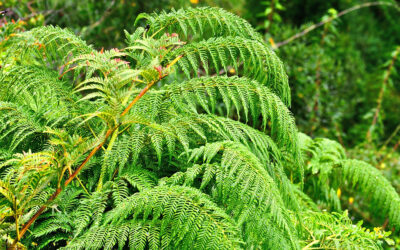 Helechos del sur de Chile: los secretos para germinar las plantas prehistóricas que estuvieron antes que los dinosaurios