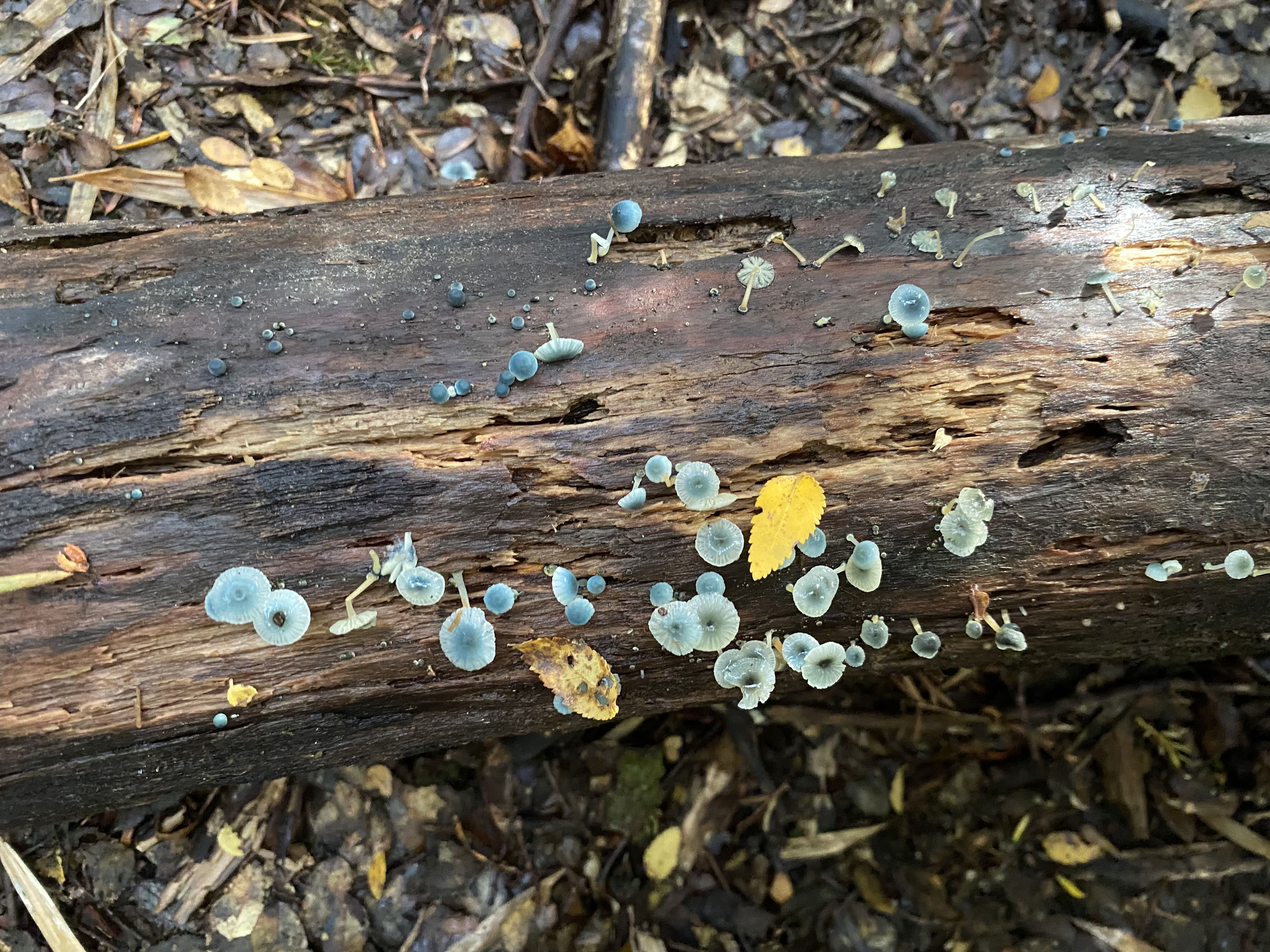 Truful Indómito, el trekking perfecto para conocer el bosque nativo en otoño