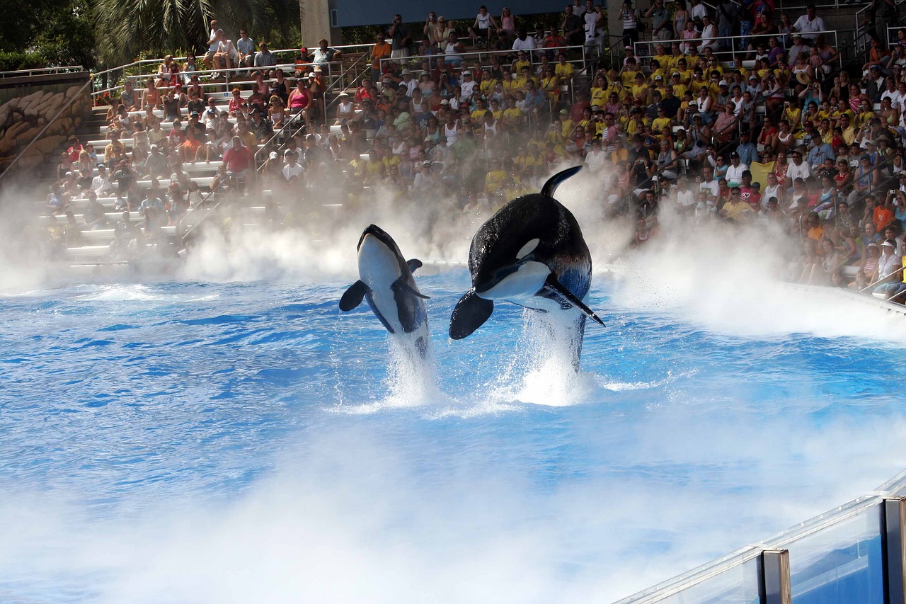 La dolorosa y solitaria vida de las orcas en cautiverio
