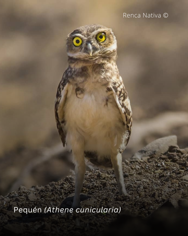Renca Nativa: creando conciencia ambiental en medio de la ciudad | Austerra
