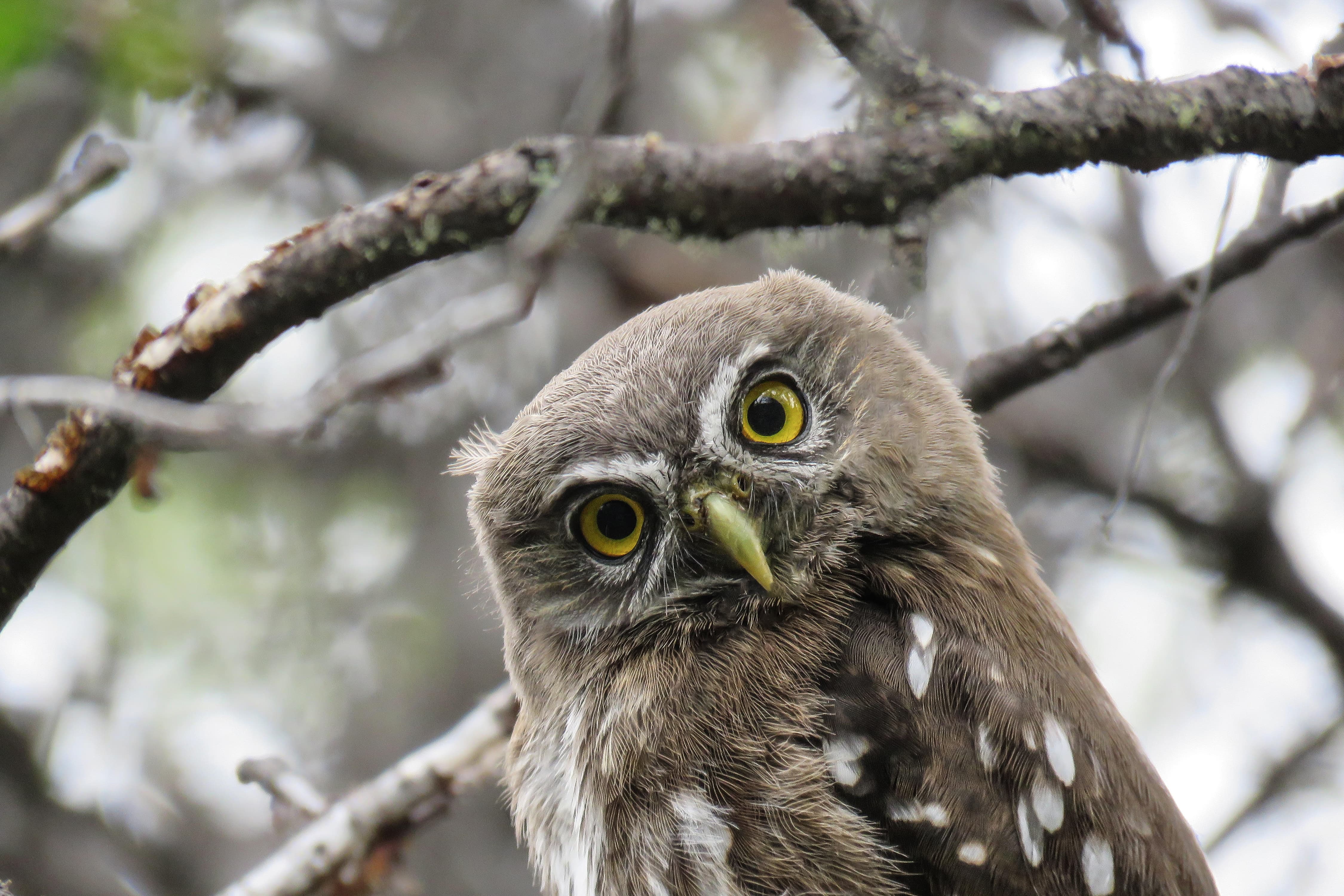El Big Day: el emocionante desafío para observadores de aves que buscan registrar la mayor cantidad de especies en un solo día.