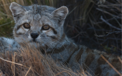 La lucha por rescatar al mítico gato andino en los Andes de Argentina, Bolivia, Chile y Perú
