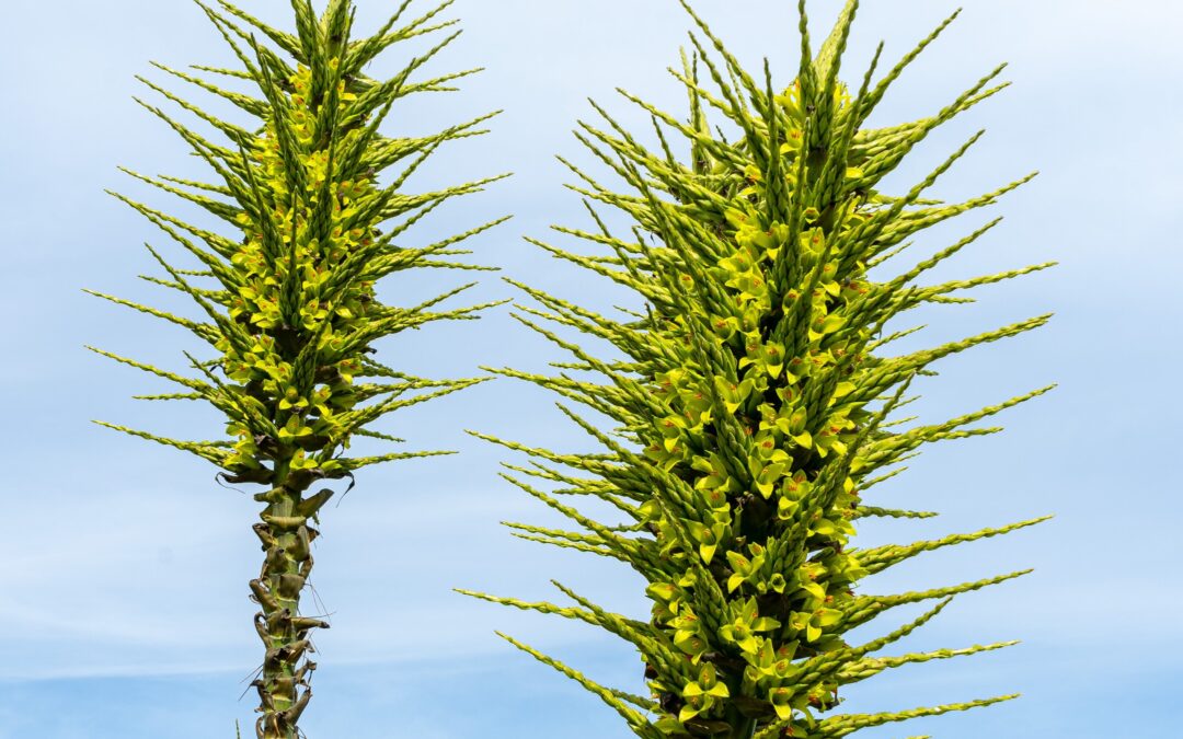 Puya chilensis, la especie endémica que puede tardar hasta 20 años en florecer