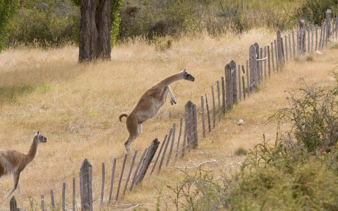 Cercos en la Patagonia, un obstáculo para la libertad y vida de la fauna silvestre