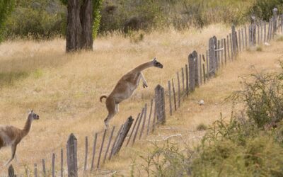 Cercos en la Patagonia, un obstáculo para la libertad y vida de la fauna silvestre