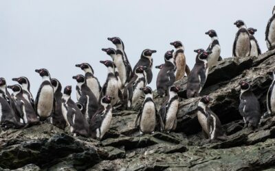 Área Marina Costera Protegida de Múltiples Usos: la figura con la que se busca proteger el Archipiélago Humboldt