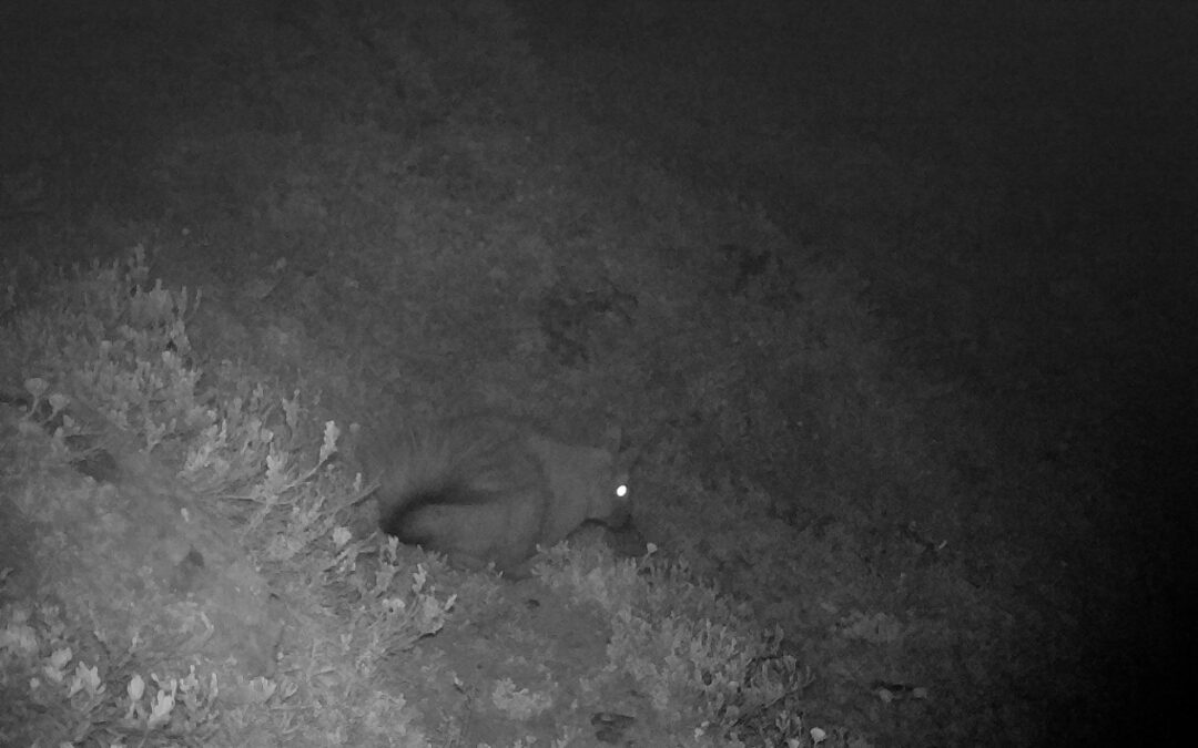 Registran a la Vizcacha de la Patagonia en Cochamó, un roedor con pocos registros en Chile