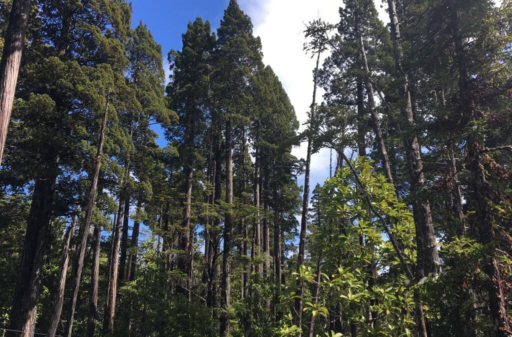 La lucha por la supervivencia de los alerces, un patrimonio natural único