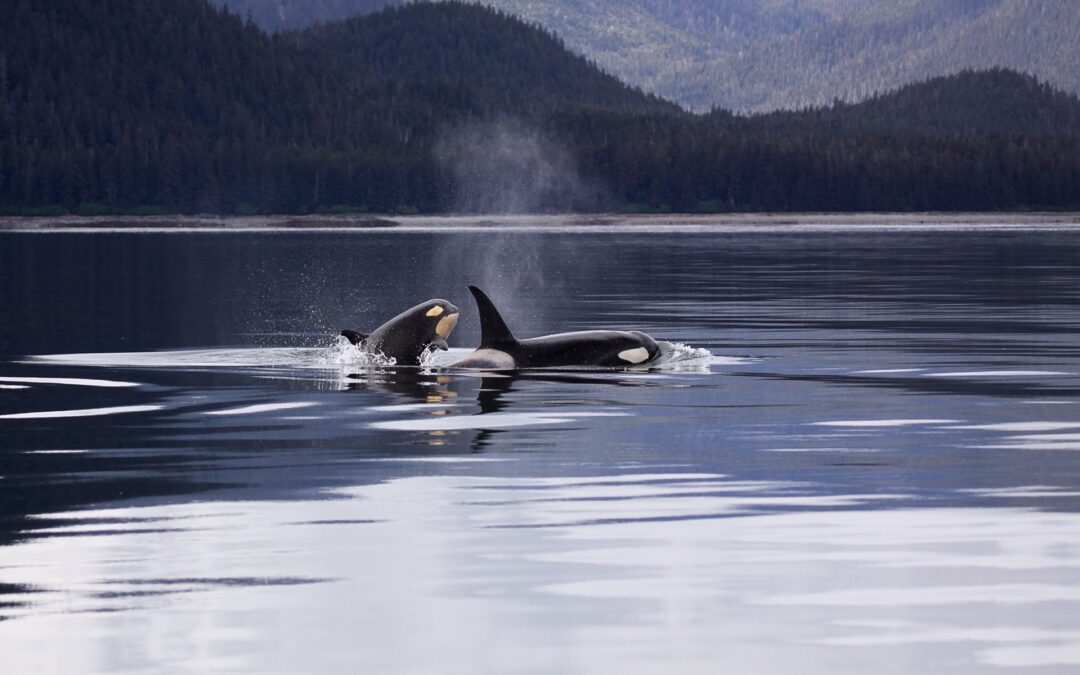 Orcas, ni ballenas ni asesinas
