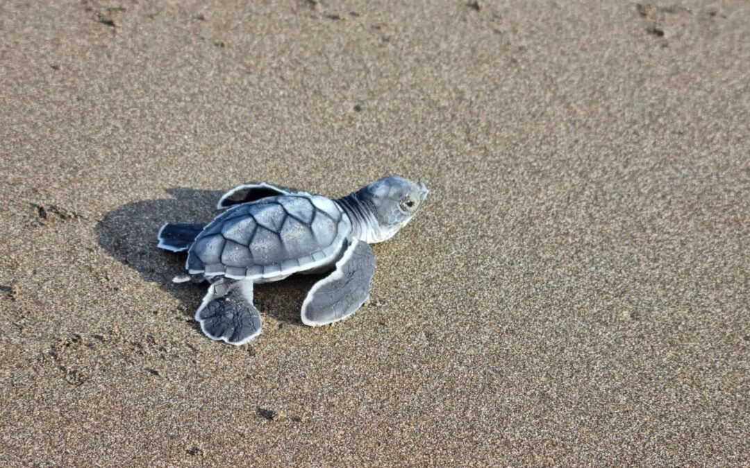 Javiera Salas y el voluntariado en Costa Rica que la impulsó a lanzar su primer libro sobre las aves nativas de Chile