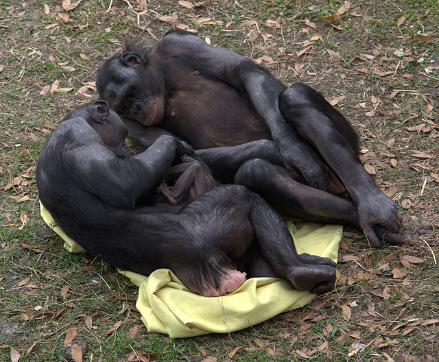Bonobos_adoring_baby_(4531338876)