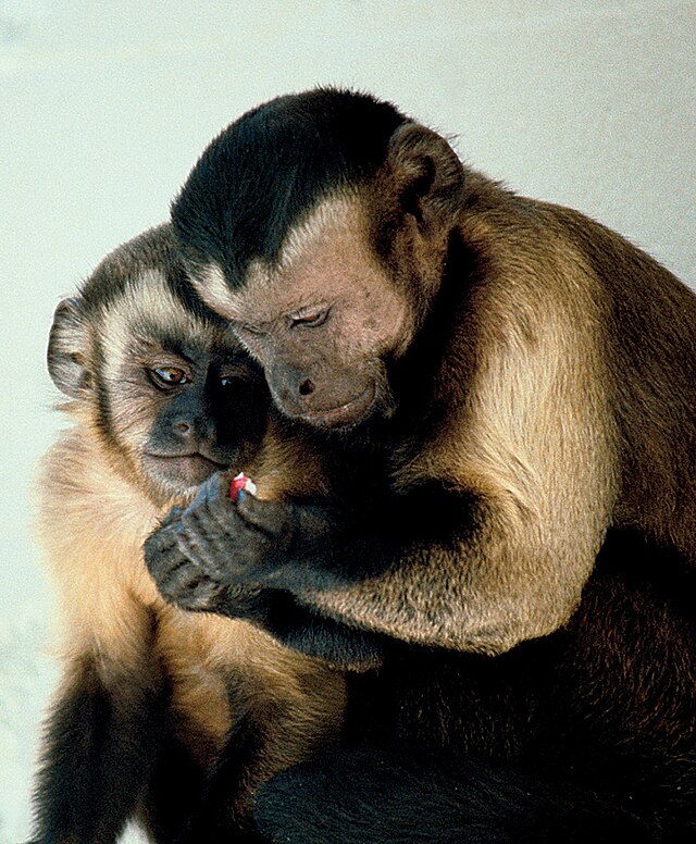Capuchin_monkeys_sharing