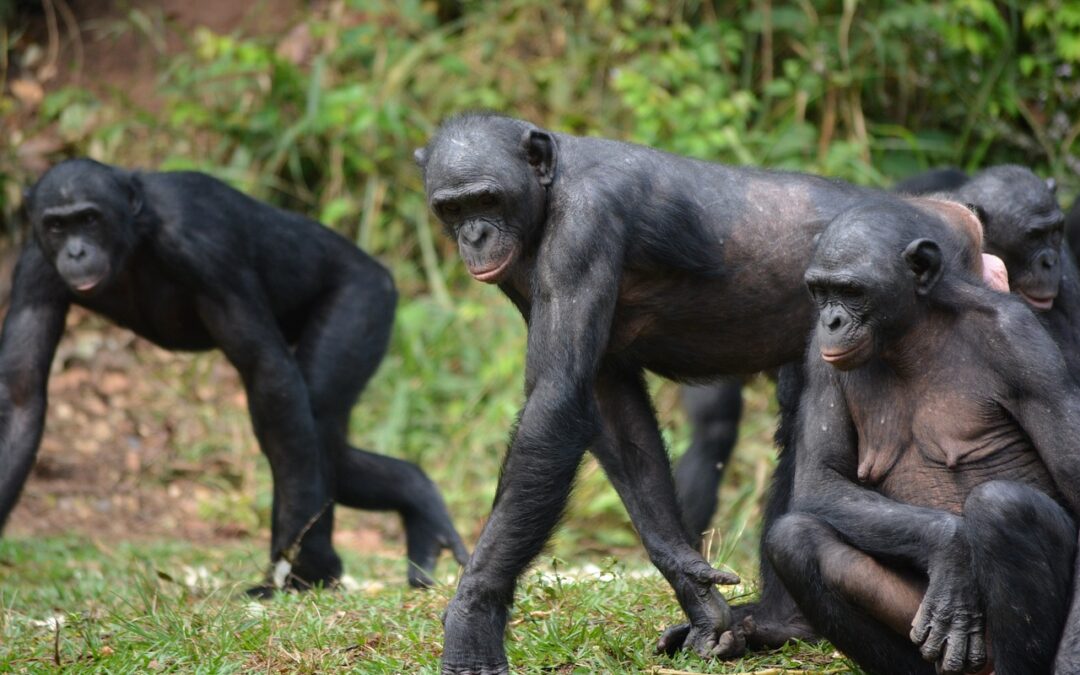 Chimpancés asexuales y bonobos bisexuales: la exploración de la sexualidad en simios por Frans de Waal