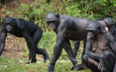 Chimpancés asexuales y bonobos bisexuales: la exploración de la sexualidad en simios por Frans de Waal