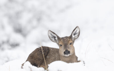 El huemul: el crítico estado de conservación del emblema olvidado del escudo chileno