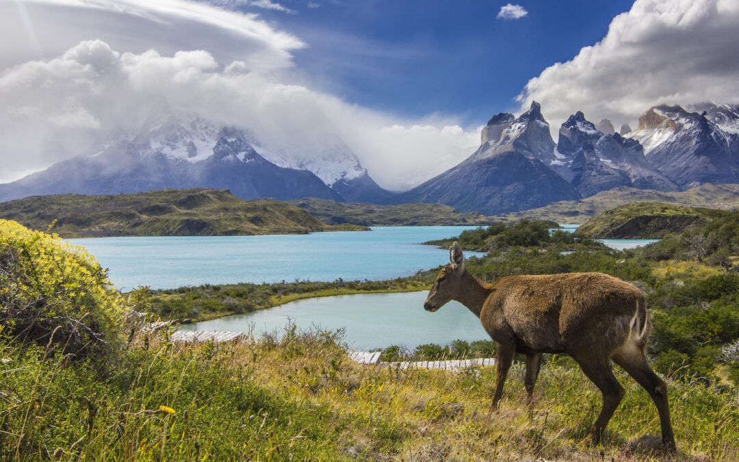 Cóndor y huemul: el crítico estado de preservación de los símbolos del Escudo Nacional chileno