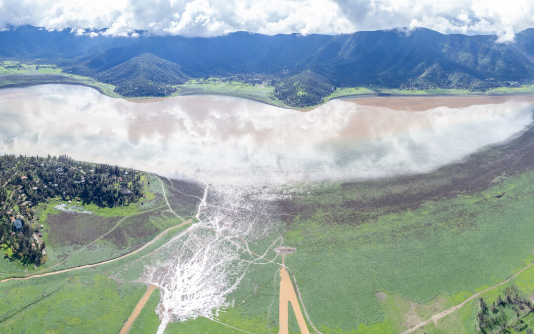 Avistan a un cisne de cuello negro en la Laguna de Aculeo tras años de ausencia: ¿puede la laguna volver a ser lo que fue?