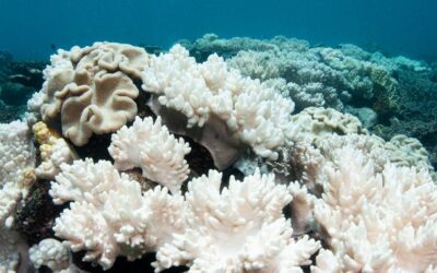 Blanqueamiento de corales: una de las tantas consecuencias del cambio climático que altera la dinámica de los ecosistemas marinos