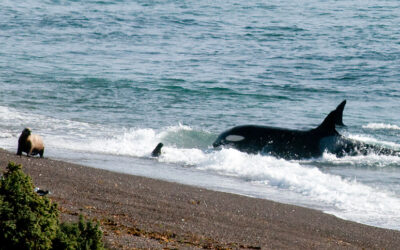 El arte del varamiento intencional: la fascinante técnica de caza de las orcas de Peninsula Valdés