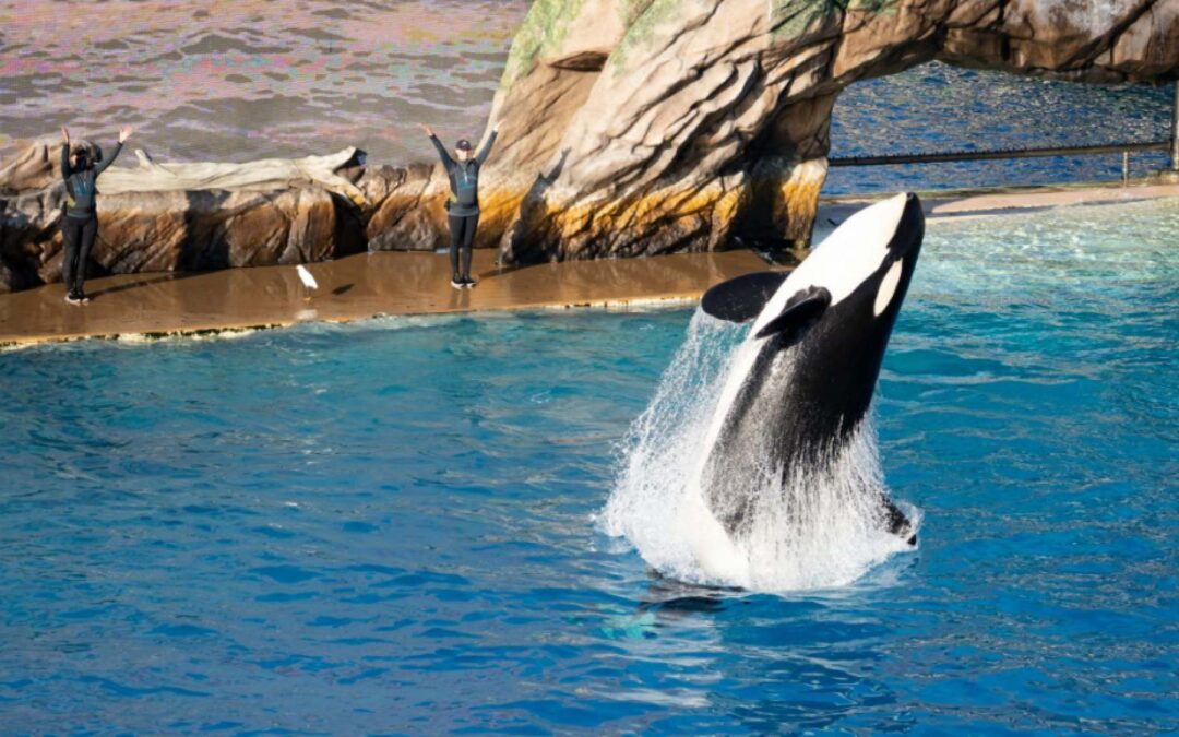 #LeyKshamenk: La urgente propuesta que llegó al Congreso de Argentina para prohibir los espectáculos con animales marinos silvestres en el país