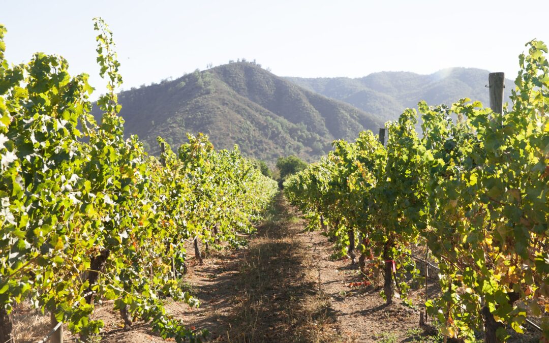Emiliana obtiene el Robert Parker Green Emblem y se posiciona como líder global en sostenibilidad vitivinícola