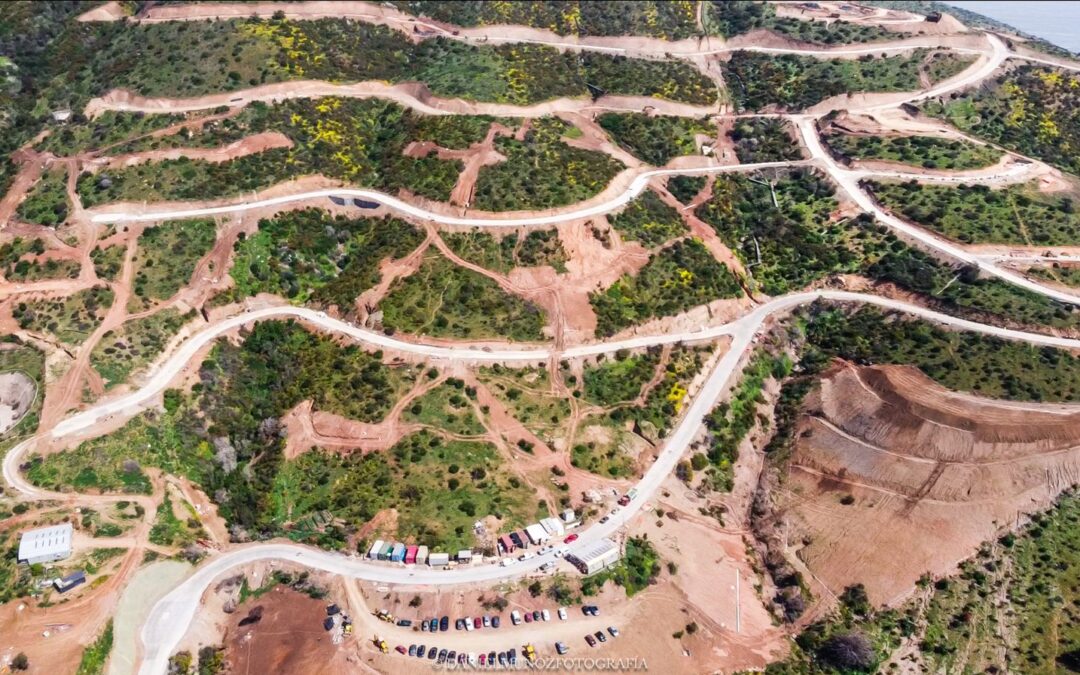 Mirador Punta Pite: a 20 años de la aprobación del proyecto inmobiliario que amenaza al bosque esclerófilo de Papudo