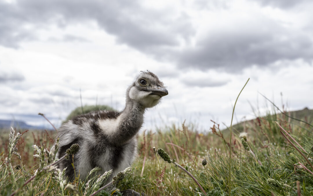 Rescatando a los ñandúes de Aysén: el trabajo de cooperación para repoblar el Parque Nacional Patagonia