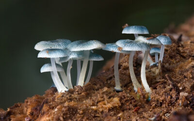 Pucón se transforma en el epicentro de la funga en Chile con la tercera versión del Festival Reino Fungi.