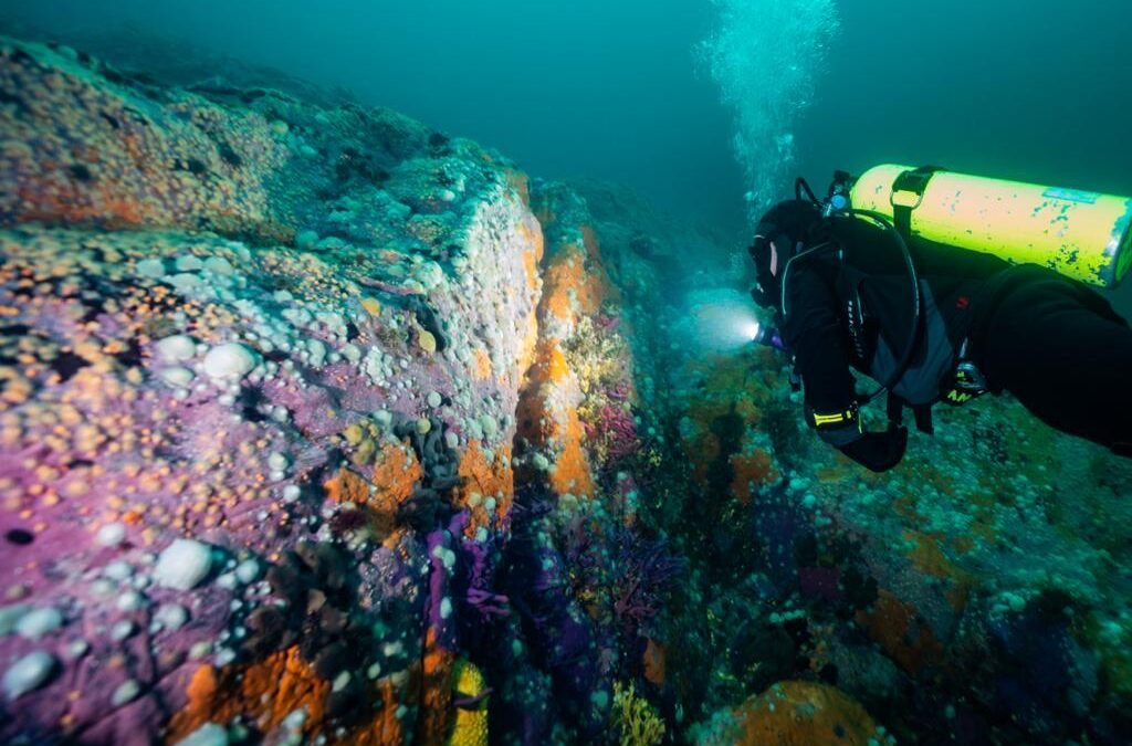 Maximiliano Bello, Director de Políticas Públicas de Mission Blue: “Mi primer encuentro con la vida acuática ocurrió en la Patagonia, y me cautivó la sensación de que el mar todo lo domina”
