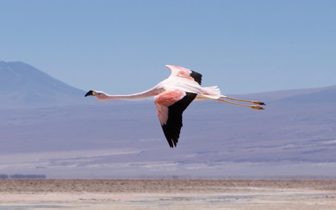 Qué pasará con los flamencos: su futuro ante la explotación del litio en Atacama