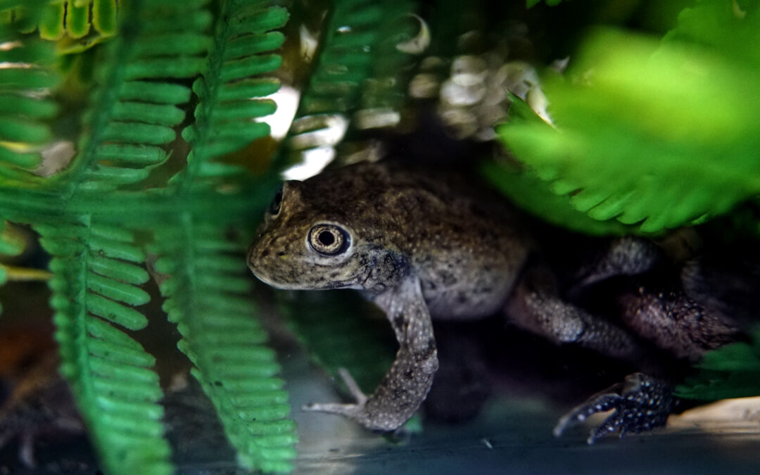 El resurgimiento de la rana del Loa: la especie extinta en vida silvestre que sigue luchando por su sobrevivencia en el Zoológico Nacional de Chile