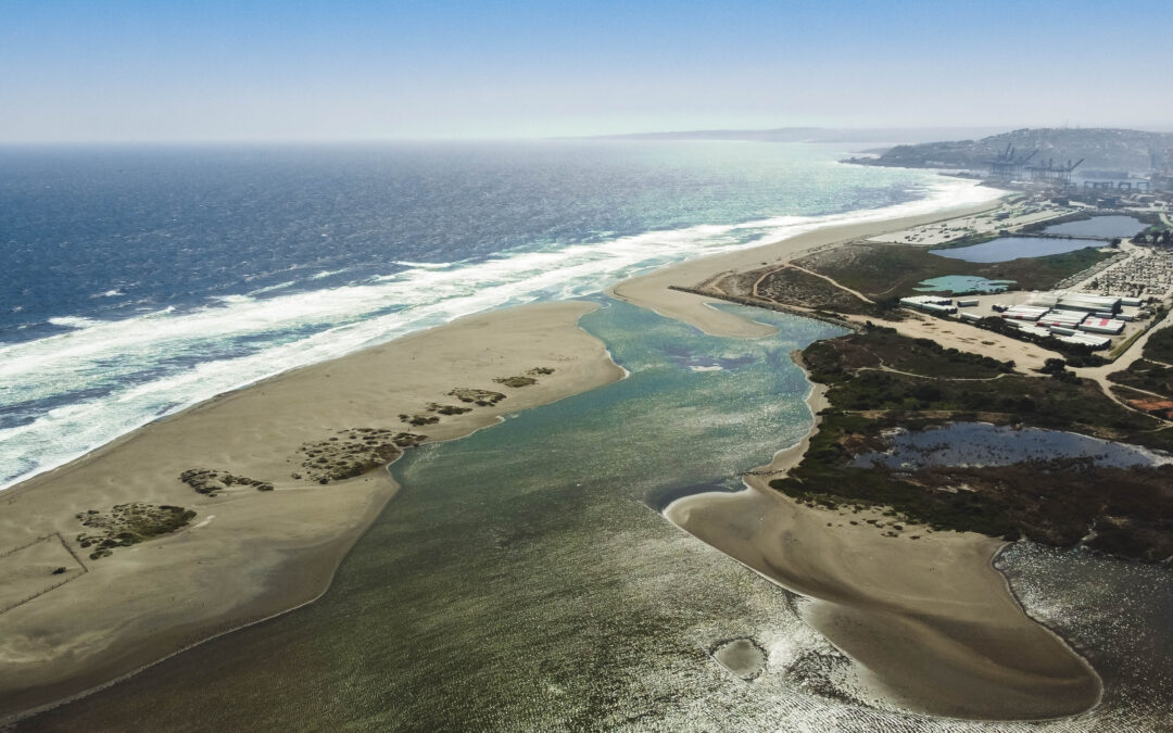 De vertedero a Santuario de la Naturaleza: la realidad de la desembocadura del Humedal Río Maipo
