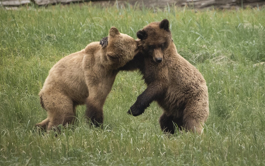 Un recorrido por la vida de Franco Elgueta: “La fotografía empezó a formar parte de mí y en los encuentros que tengo con la vida salvaje en Canadá. Para mí tiene que ver con retratar un mundo que se muestre por primera vez”