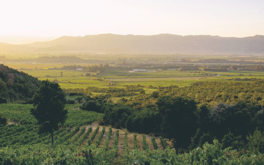 Viña orgánica Emiliana es certificada como Empresa B y se une a las compañías líderes mundiales en sustentabilidad
